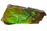 Iridescent Ammolite (Fossil Ammonite Shell) - Alberta, Canada #162384-1